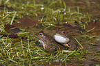 pairing common brown frogs