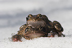 pairing common brown frogs