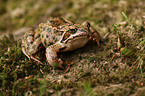 brown grass frog