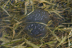 grass frog spawn