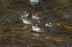 grass frogs