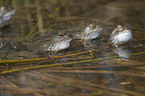 grass frogs