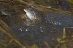 grass frog