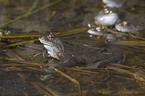 grass frog