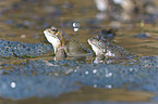 grass frogs