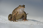 grass frog