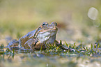 grass frog