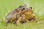 grass frogs
