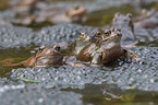 grass frogs