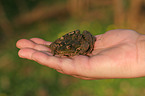 European grass frog