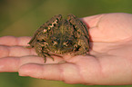 European grass frog