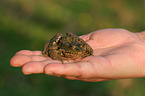 European grass frog