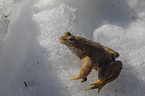 grass frog in the snow