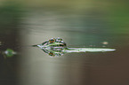 Grass Frog portrait