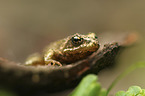 sitting Grass Frog
