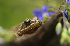 Grass Frog