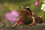 sitting Grass Frog