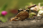 Grass Frog