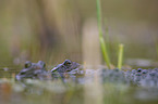 grass frogs