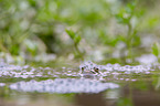 grass frog