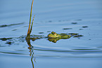 common grass frog