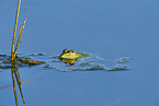 common grass frog