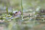 common frog