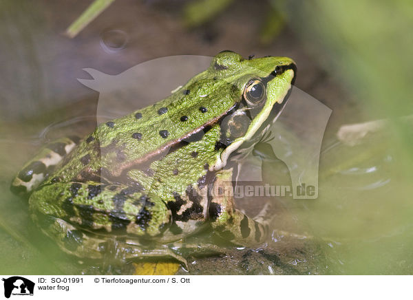 Teichfrosch / water frog / SO-01991