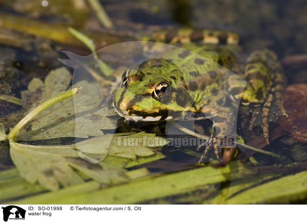 Teichfrosch / water frog / SO-01998