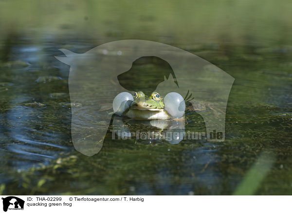quakender Teichfrosch / quacking green frog / THA-02299