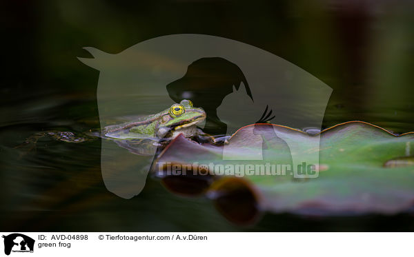 green frog / AVD-04898