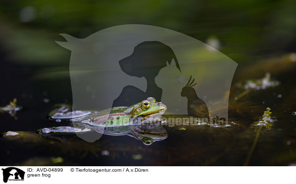 Teichfrosch / green frog / AVD-04899
