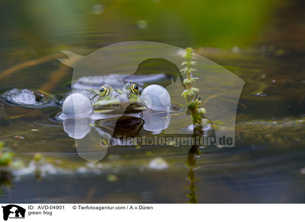 Teichfrosch / green frog / AVD-04901