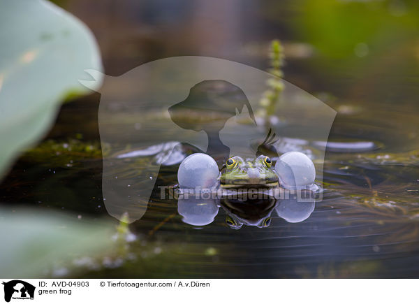 Teichfrosch / green frog / AVD-04903