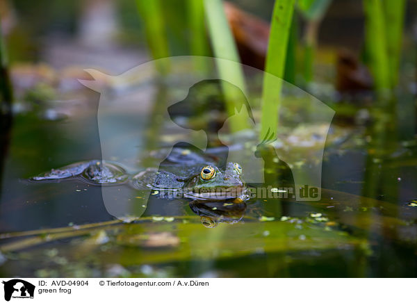 Teichfrosch / green frog / AVD-04904