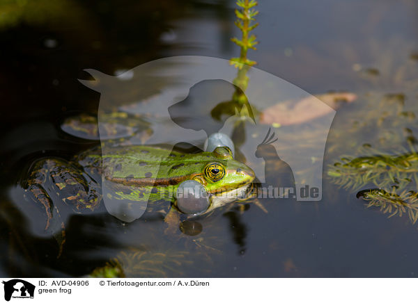 Teichfrosch / green frog / AVD-04906