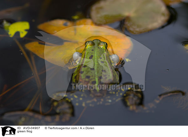 Teichfrosch / green frog / AVD-04907