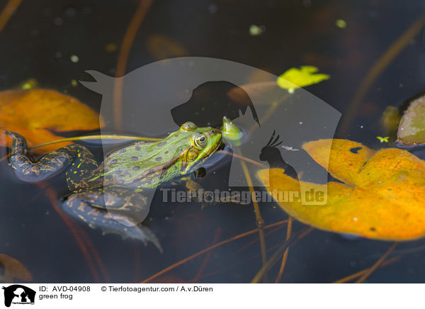 Teichfrosch / green frog / AVD-04908