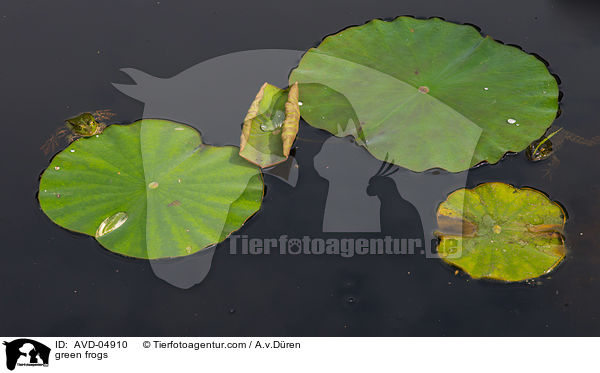 Teichfrsche / green frogs / AVD-04910