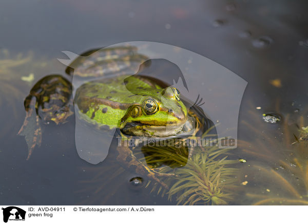 Teichfrosch / green frog / AVD-04911