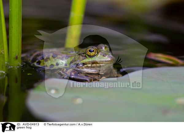 Teichfrosch / green frog / AVD-04913