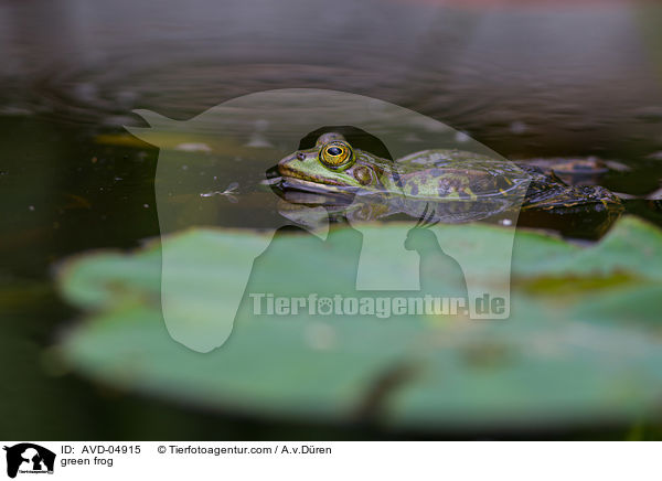 Teichfrosch / green frog / AVD-04915