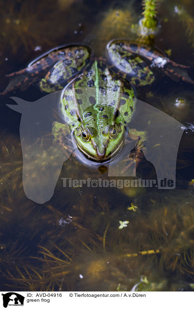 Teichfrosch / green frog / AVD-04916