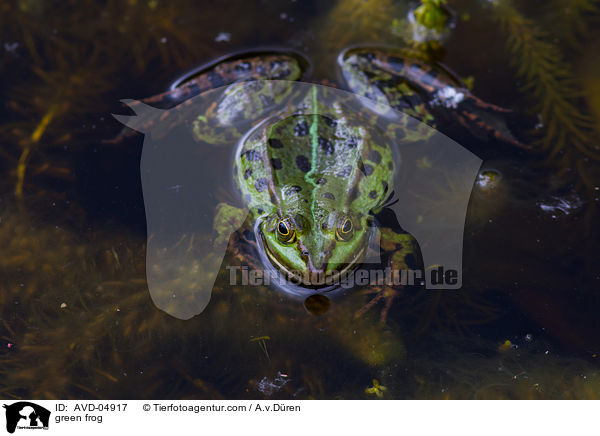 Teichfrosch / green frog / AVD-04917