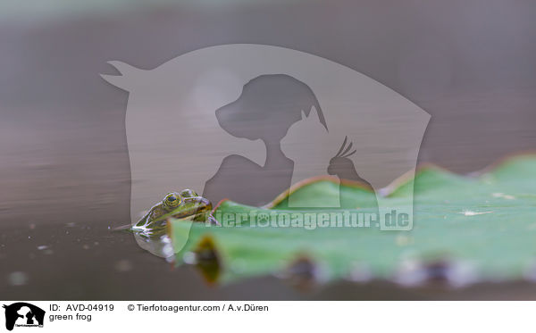 green frog / AVD-04919