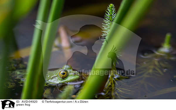 Teichfrosch / green frog / AVD-04920