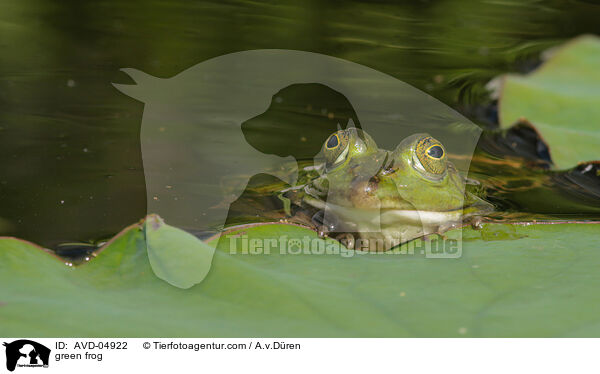 green frog / AVD-04922