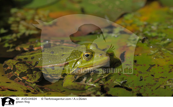 Teichfrosch / green frog / AVD-04924