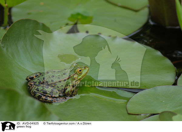 Teichfrosch / green frog / AVD-04925