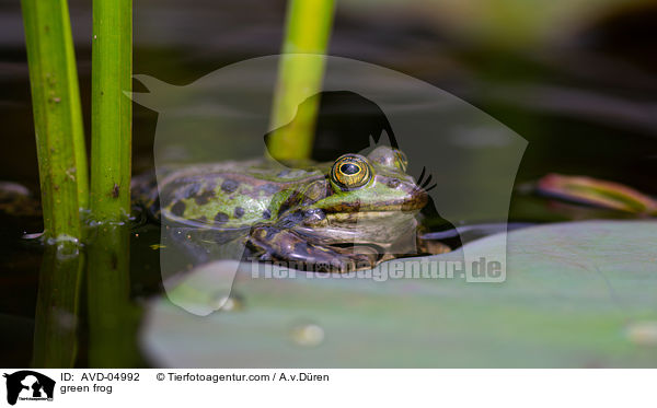 green frog / AVD-04992